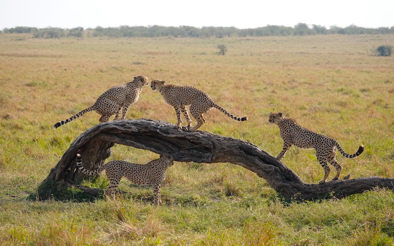 Voyager sans gluten au Kenya et en Ouganda